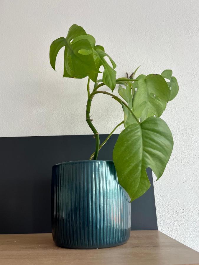 Monstera I *